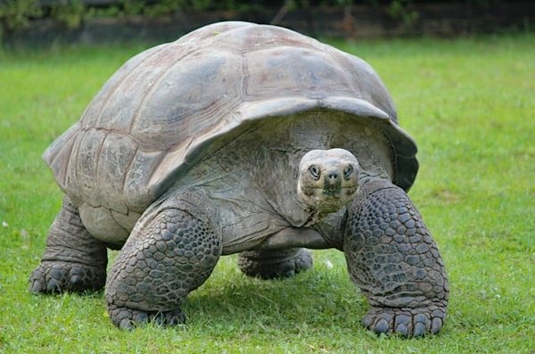 Comment organiser une expédition pour observer les tortues géantes dans leur habitat naturel aux Seychelles ?