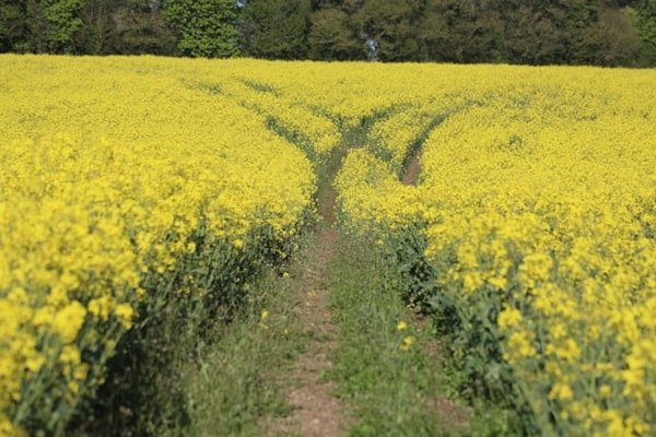 Croisières pour les amoureux des jardins exotiques : Quelles îles offrent les plus beaux jardins ?
