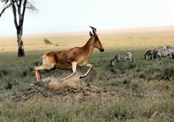 Quelles sont les meilleures expériences de photographie de la faune sauvage en Tanzanie ?
